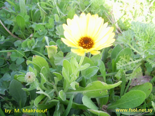 Calendula officinalis L.